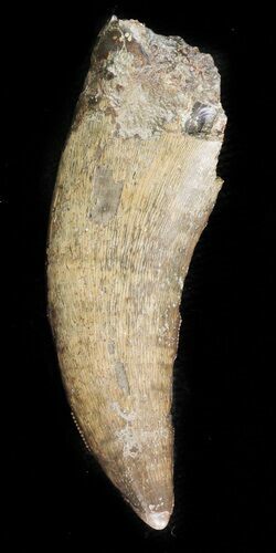 T-Rex (Tyrannosaurus rex) Tooth - Montana #46665